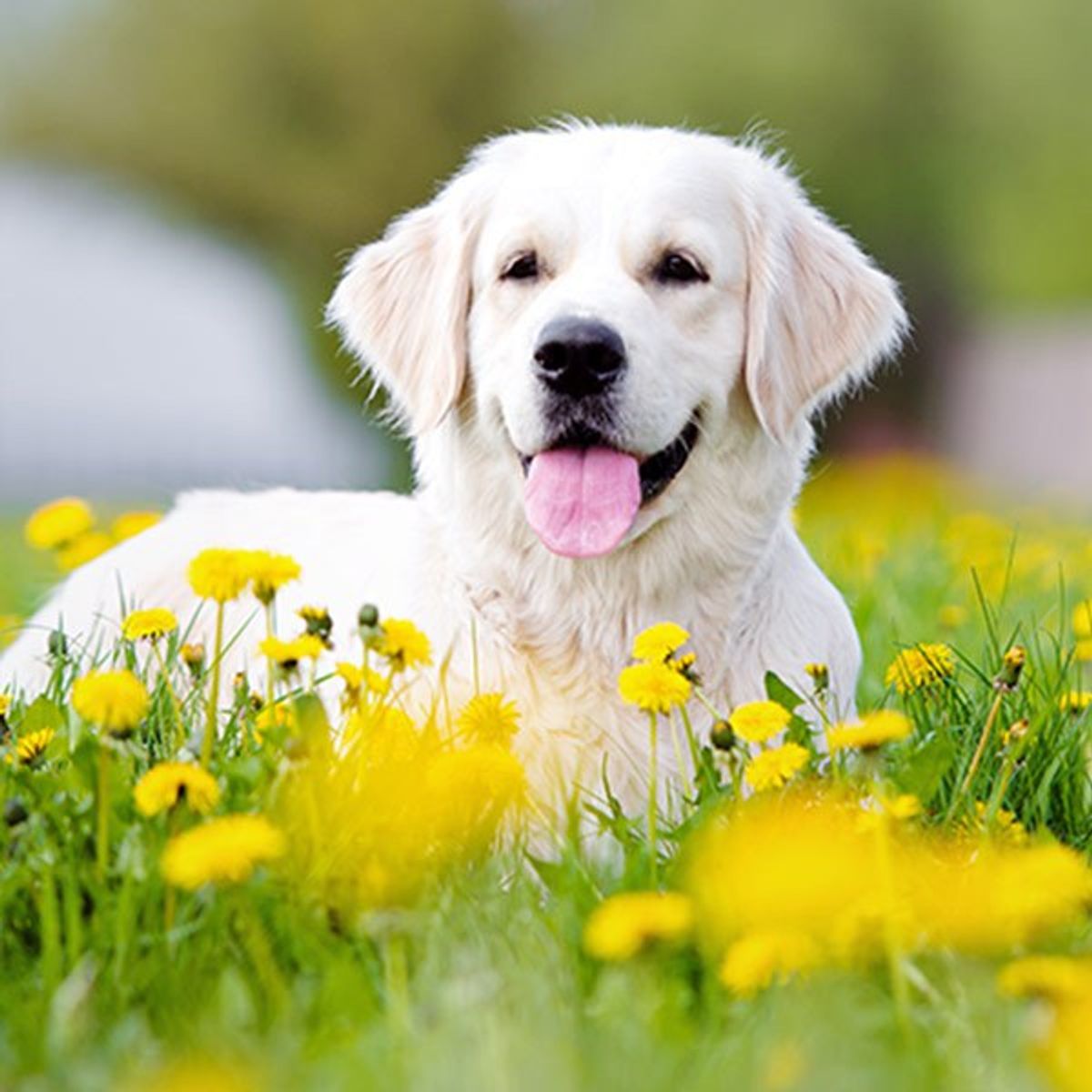 10 Fun Facts About Dogs