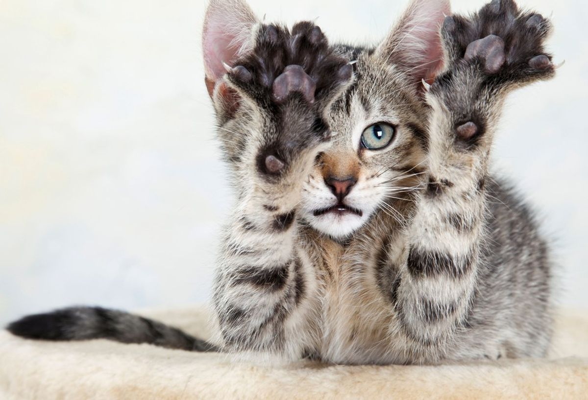 Why You Shouldn't Declaw Your Cat