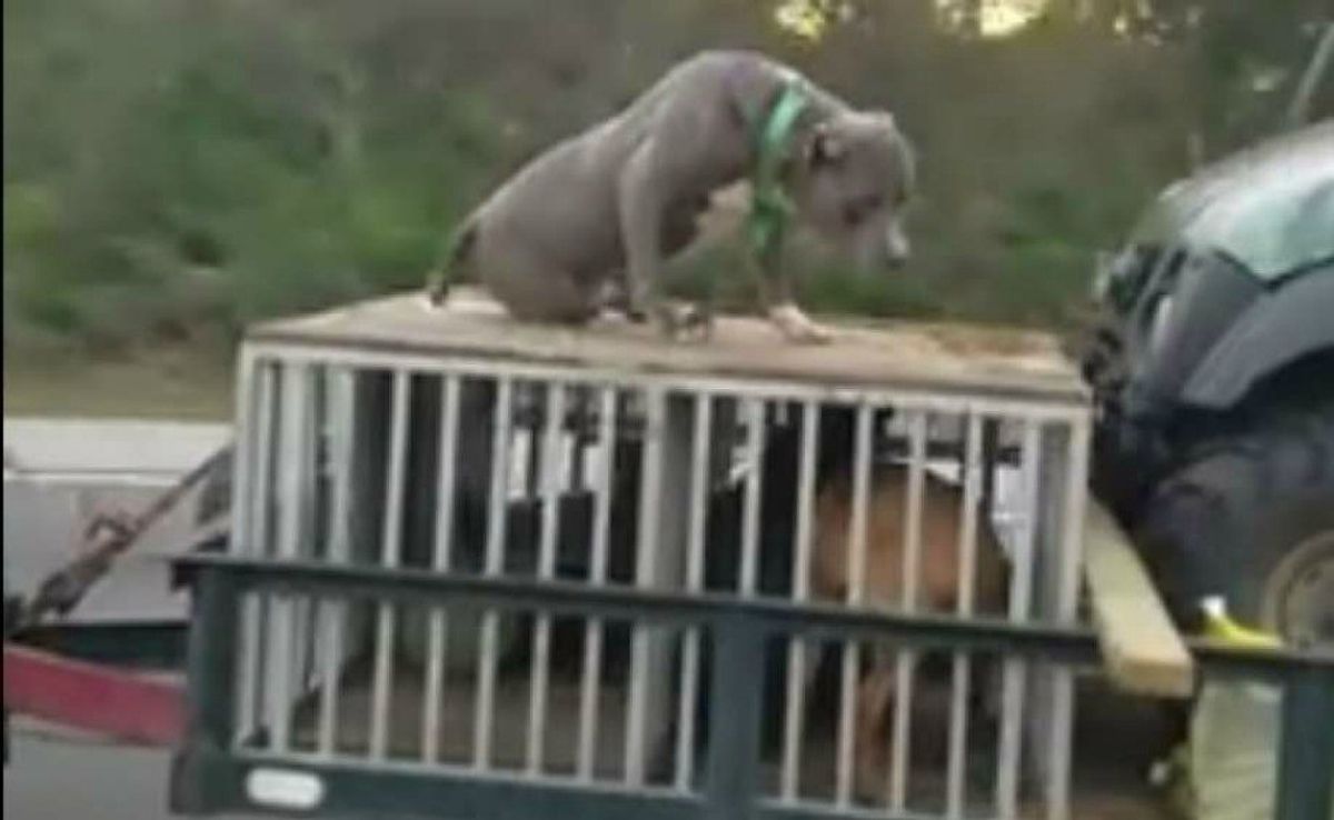 Dog Rides On Top of Crate On I-95