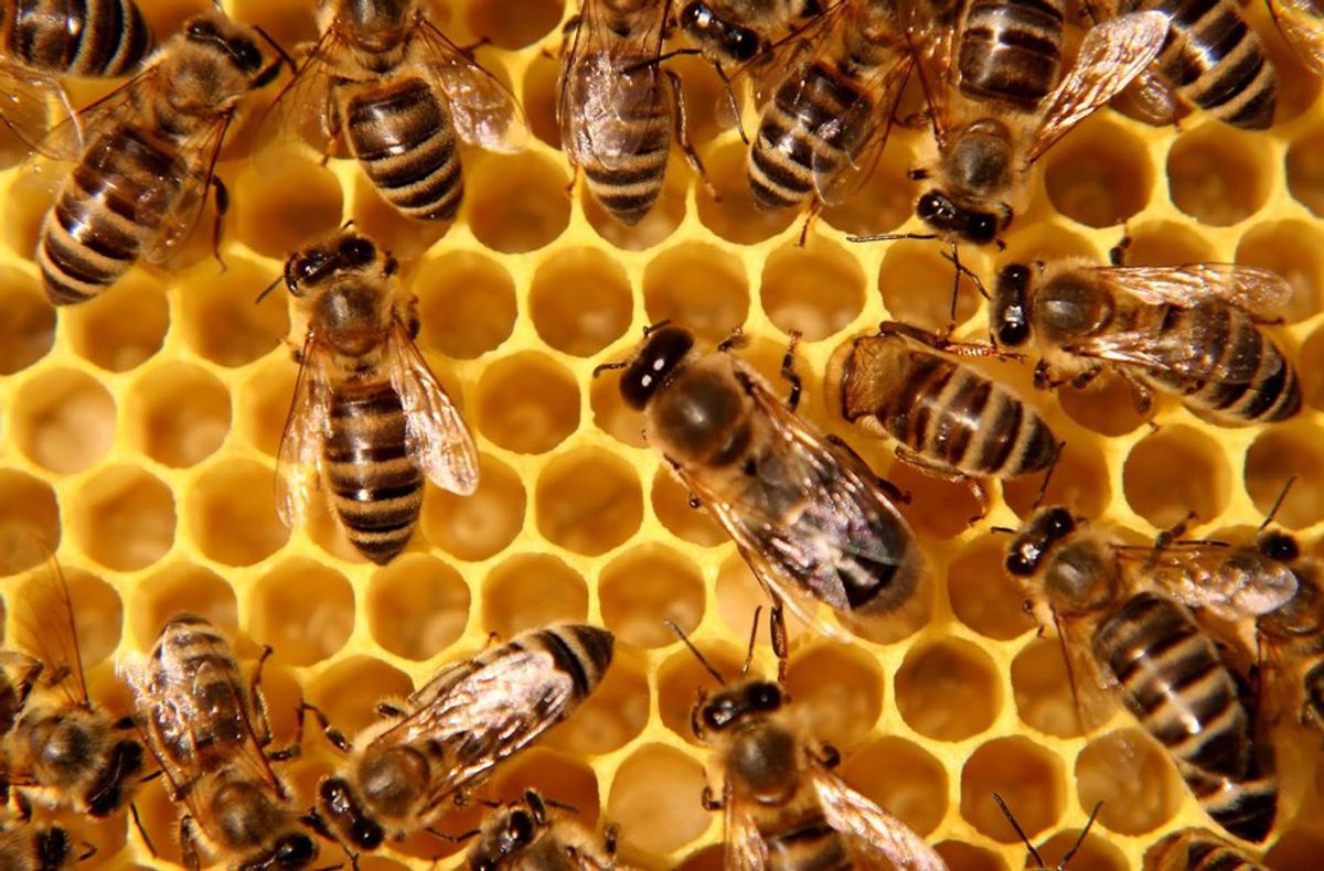 3 Things That Will Happen if Bees Go Extinct