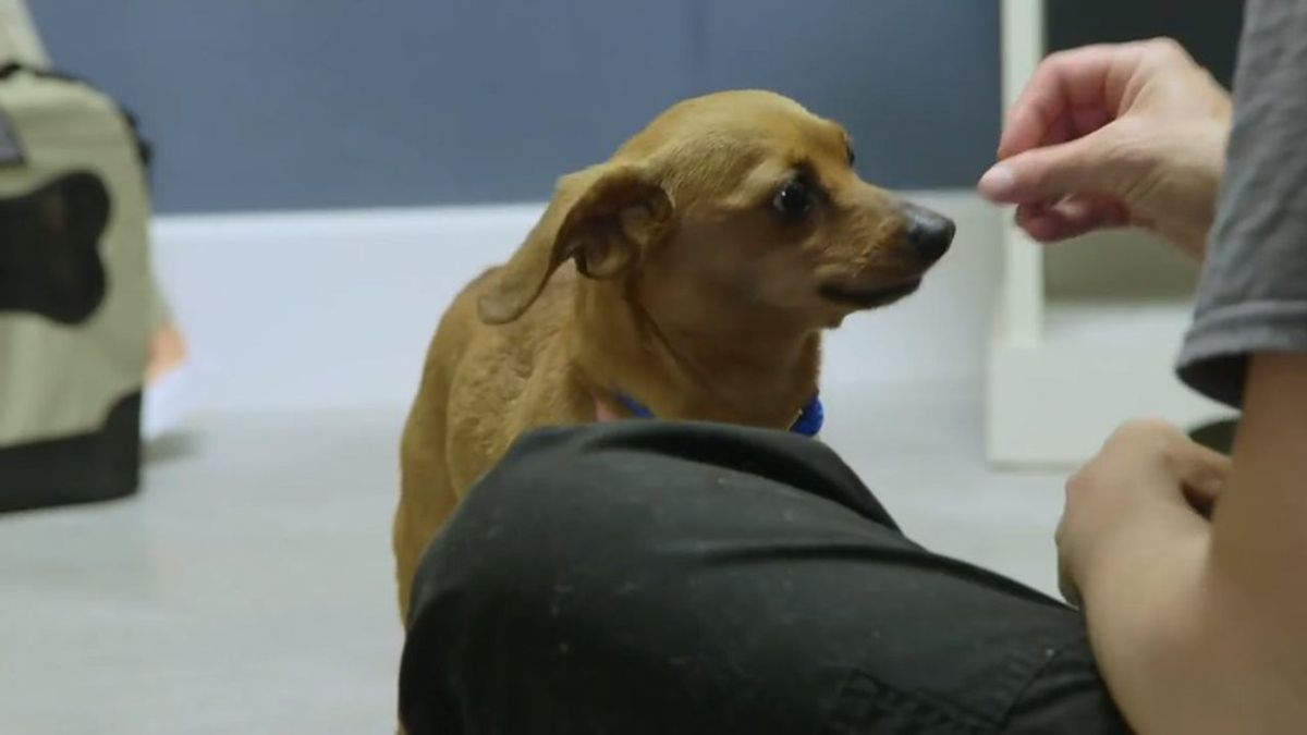 Second Chance Dogs Will Break Your Heart And Then Patch It Back Together