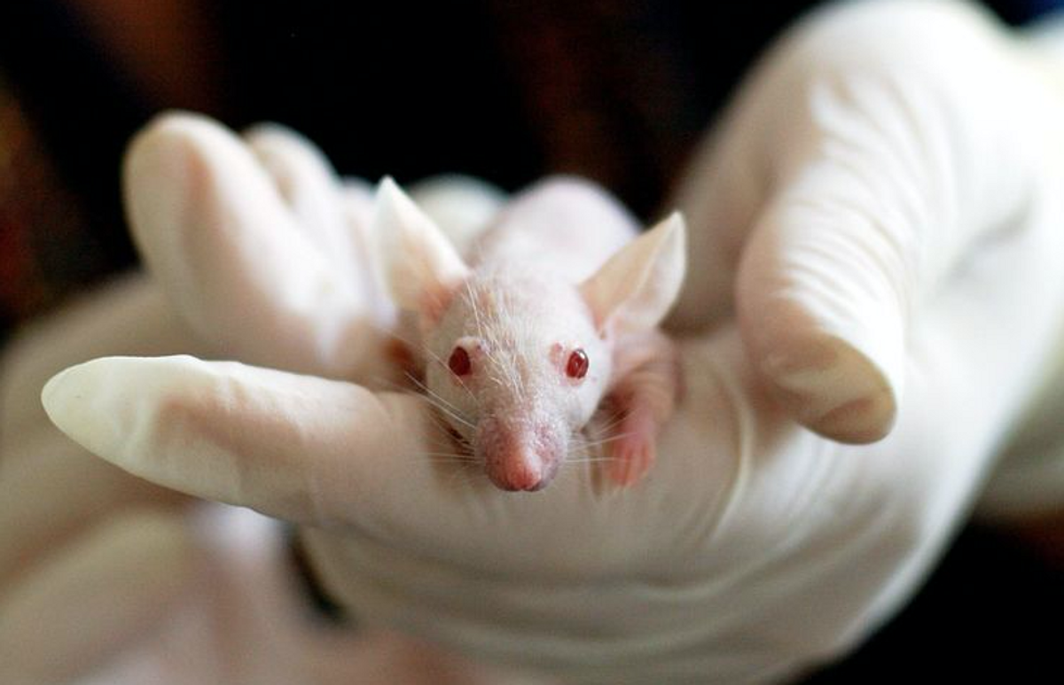 Switzerland Puts an End to Animal Testing