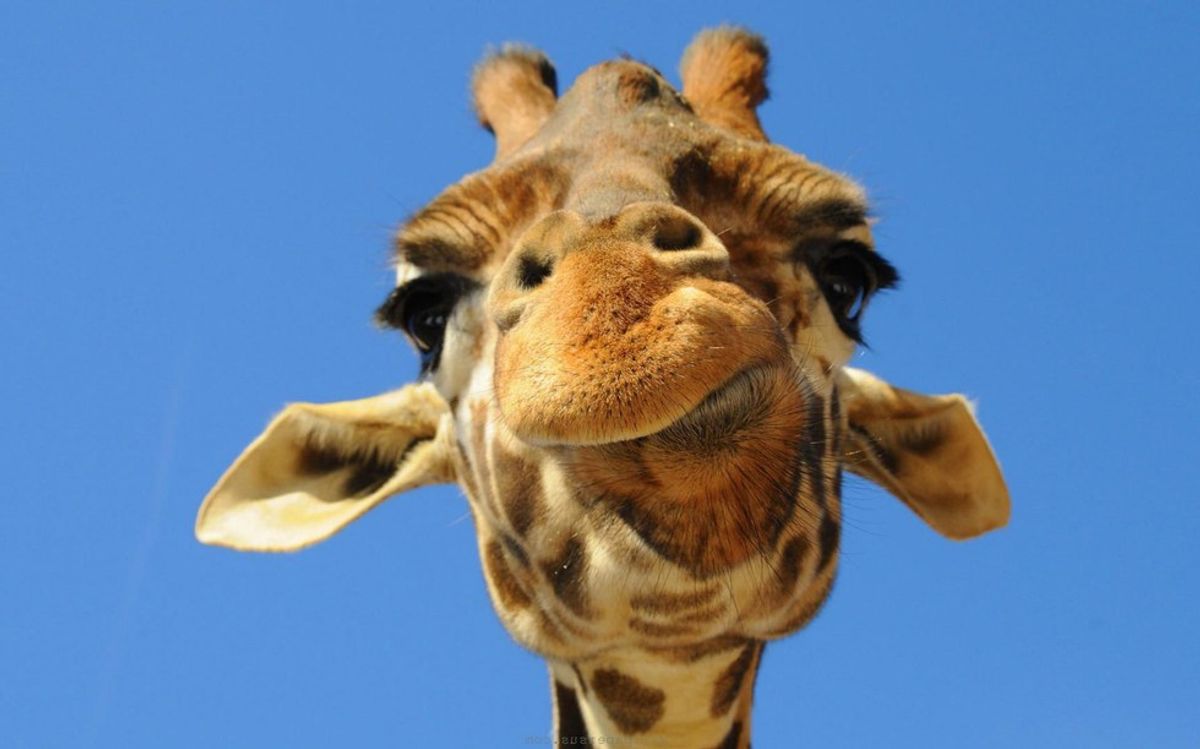A Poem: Encouragement For The Three-legged, Short-Necked Giraffe