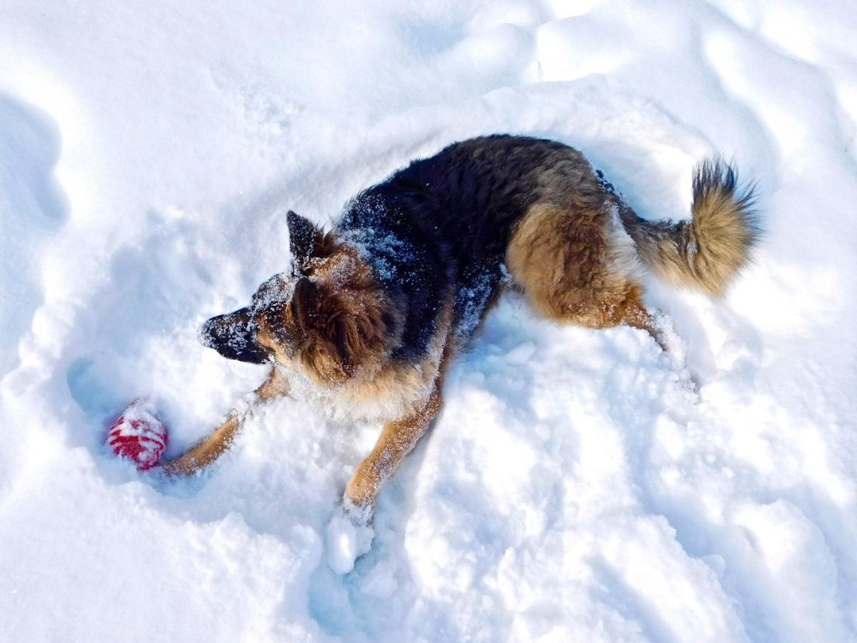 12 Things You're Missing Out On If Your Best Friend Isn't A German Shepherd