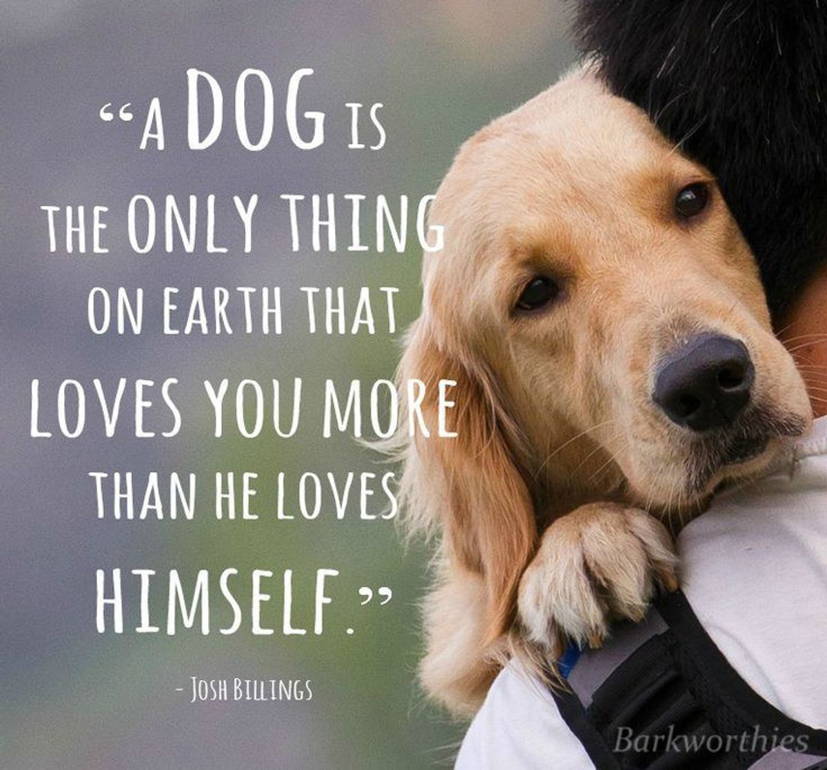 Dogs Are The Closest Things To Angels On Earth