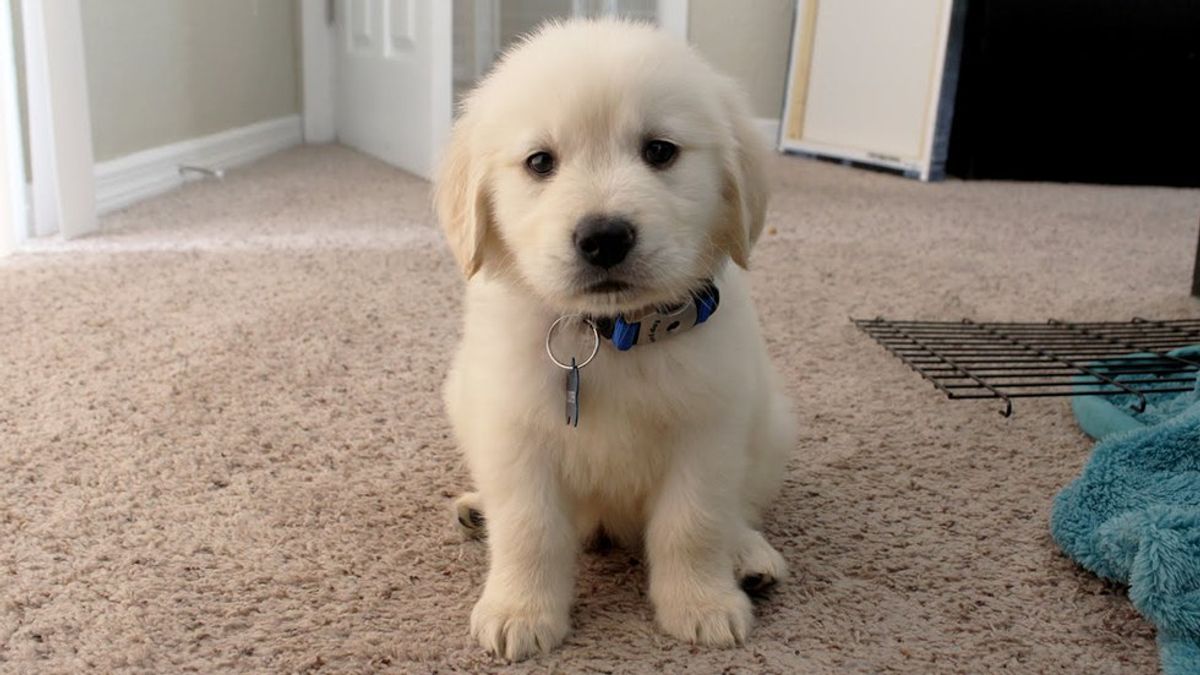 Cliché New Year's Resolutions As Told By Puppies