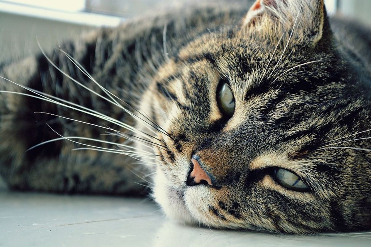 An Open Letter To My Aging Kitty