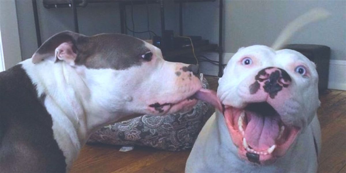 10 Reasons Pit Bulls Should Be Banned