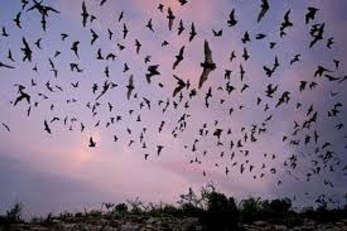 Everything You Never Knew You Needed To Know About Bats