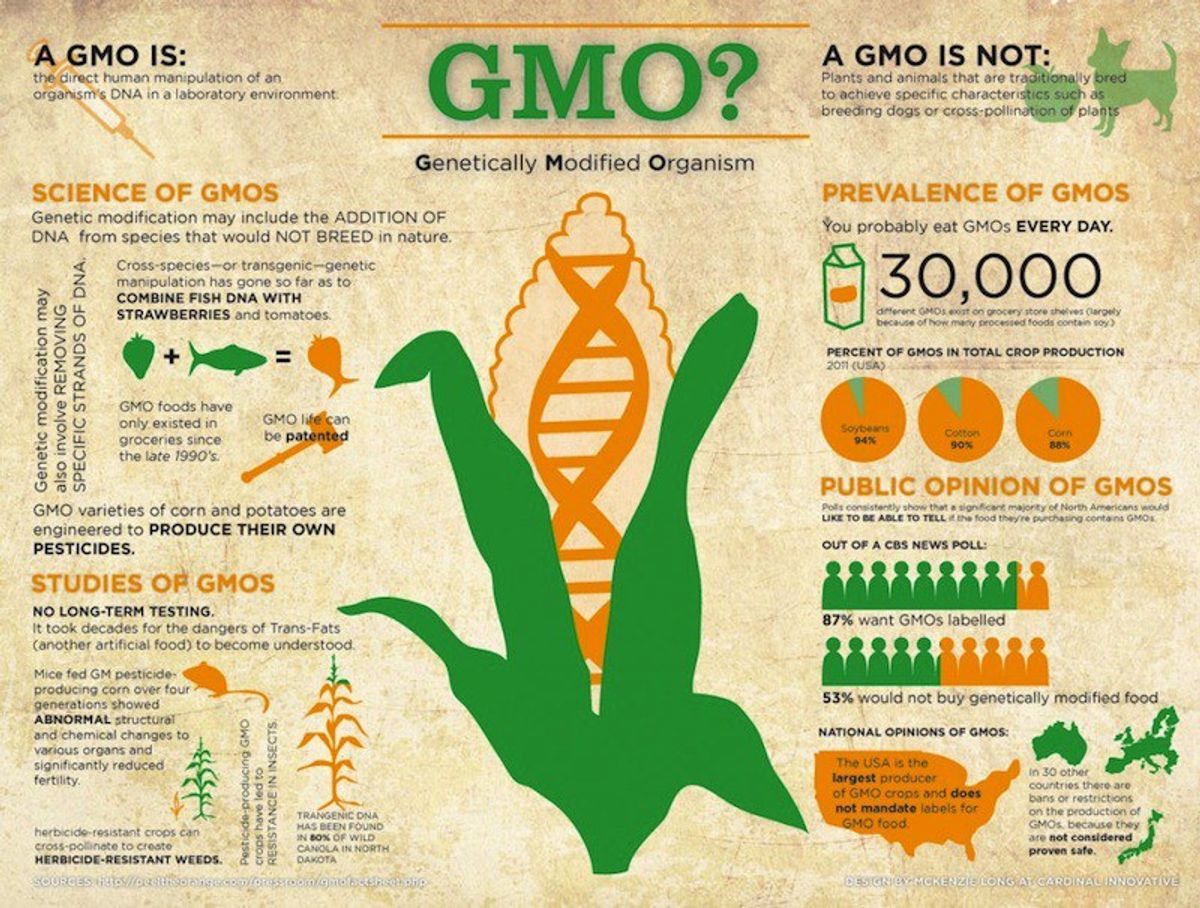 A Definitive Breakdown Of GMOs