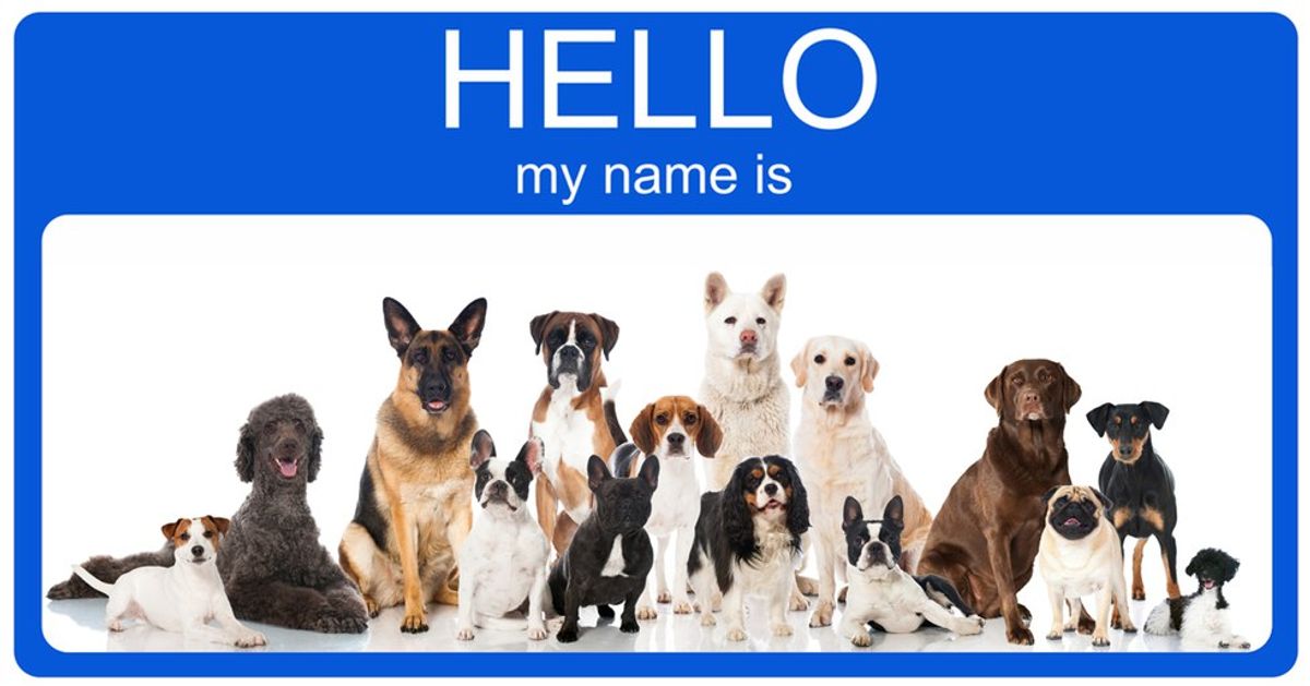 Why I Don't Like Pet Names