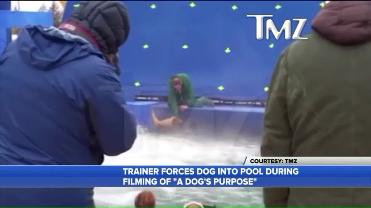 Animal Abuse Suspected On The Set Of "A Dog's Purpose"