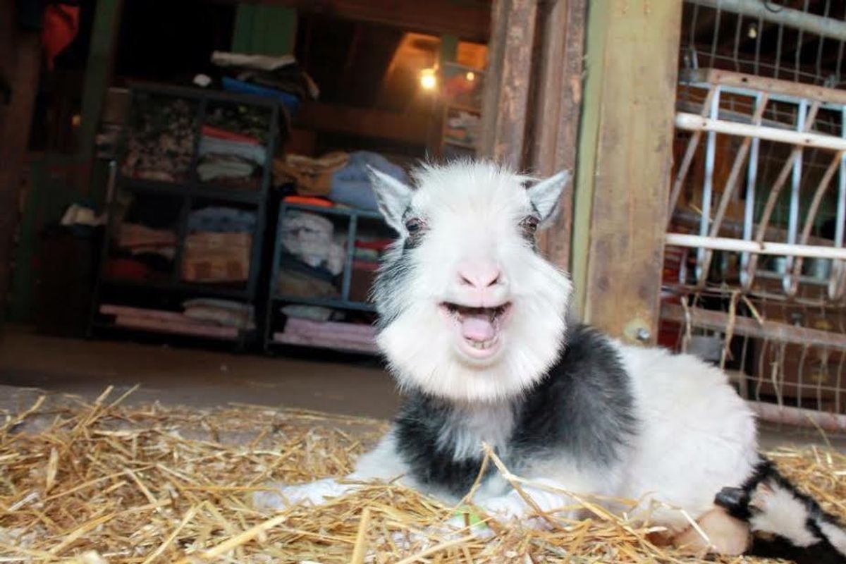 11 Reasons Why Goats Are The Best