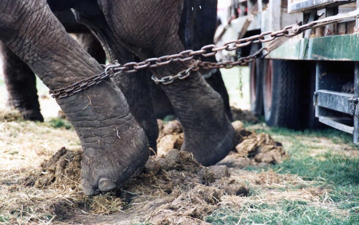 Animal Circus Performances Are Torturous And Need To Be Stopped