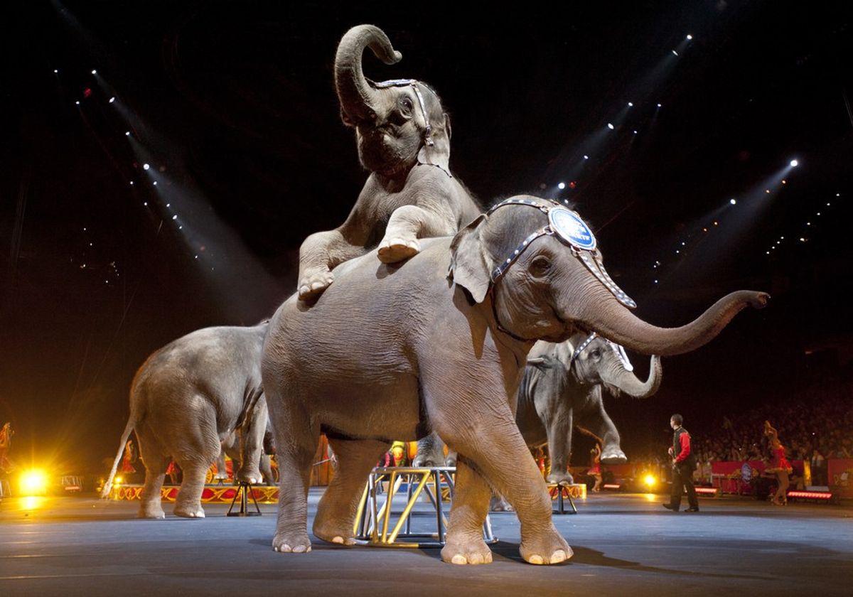 The Downfall Of The Ringling Bros. And Barnum & Bailey Circus