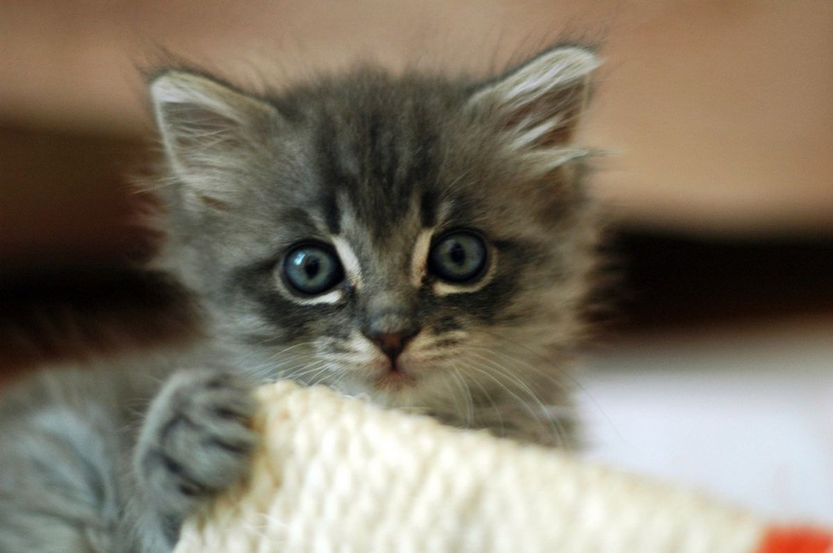 11 Things All Cat Lovers Who Are Allergic To Cats Know