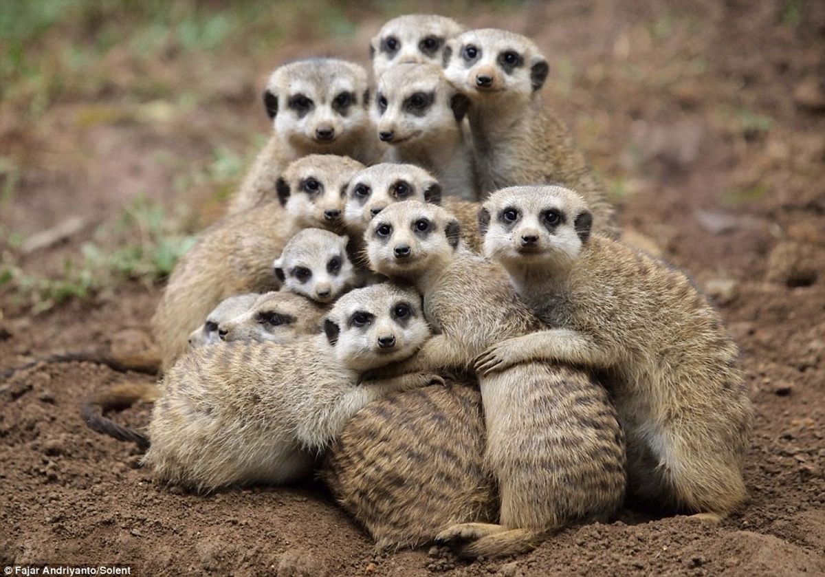 Sorority Girls Taking Pictures As Told By Meerkats