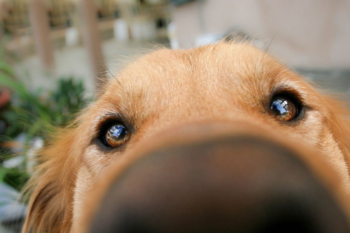 10 Mind-Blowing Facts You Didn't Know About Dogs