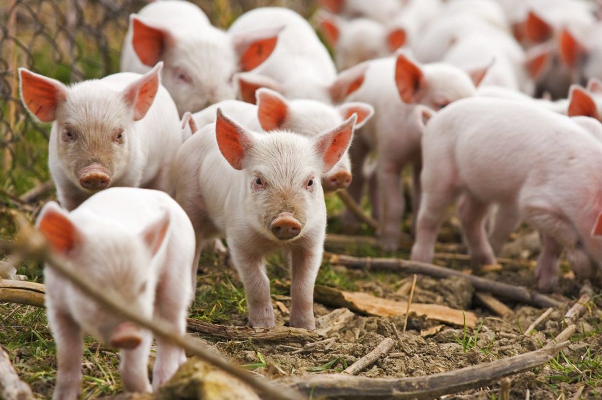 10 Reasons You Should Eat Less Animal Products