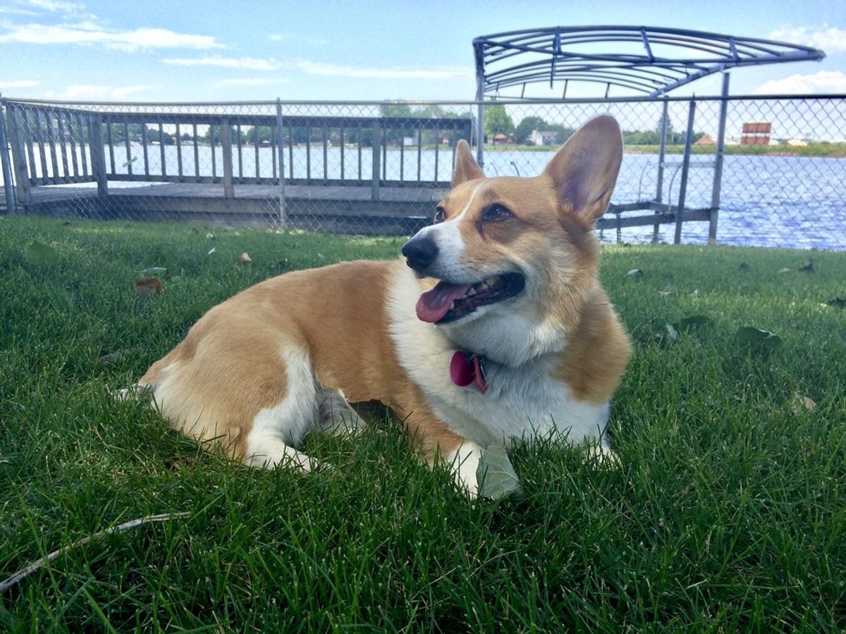 Why You Should Adopt A Shelter Pet, As Told By Eddie The Corgi