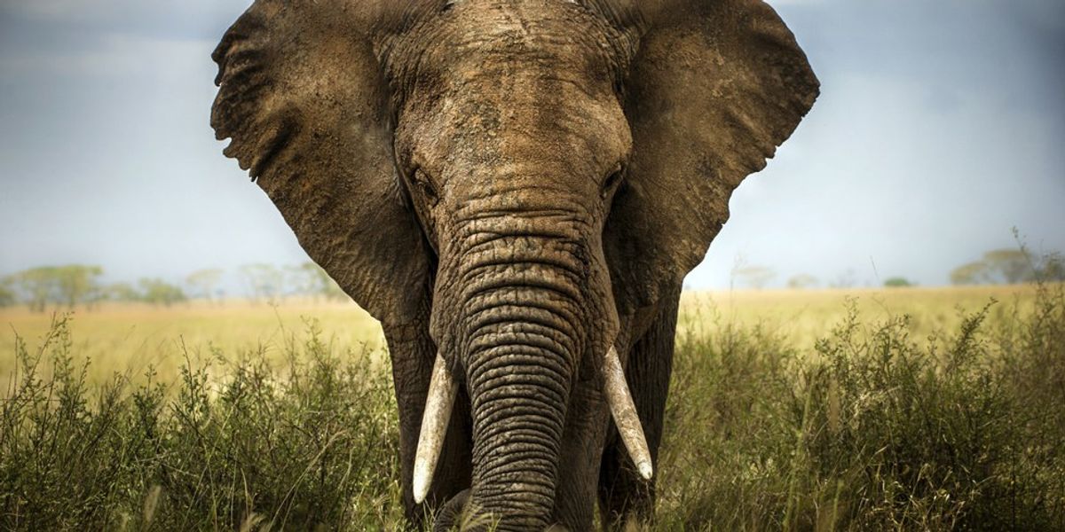 7 Reasons Elephants Are Better Than Humans