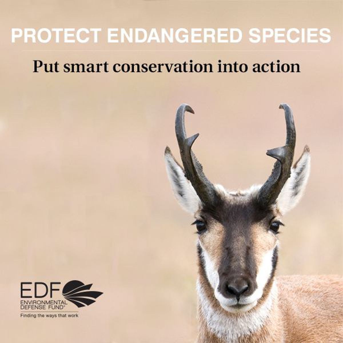 Endangered species visual data 7