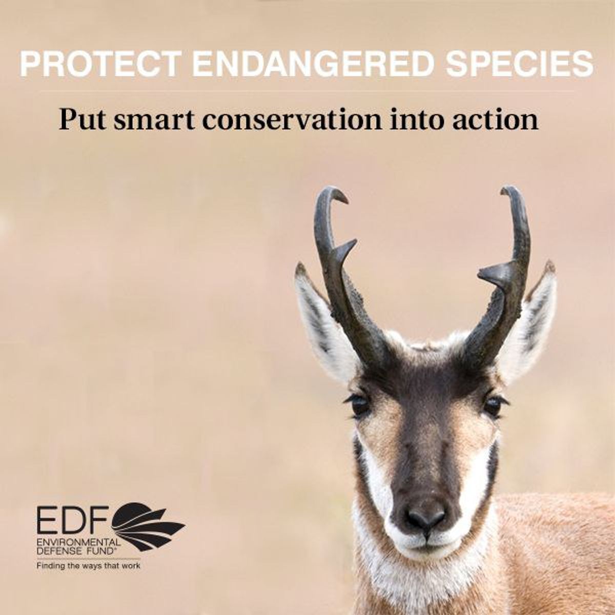 Facts About the Endangered Species Act