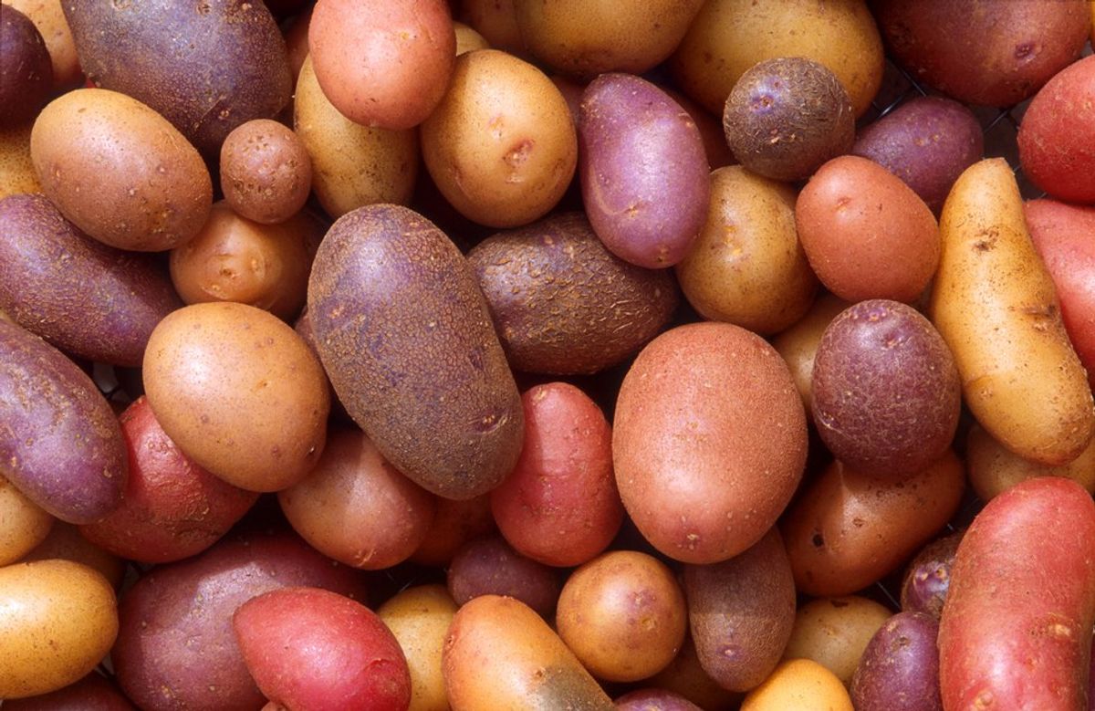 An Open Letter to Potatoes