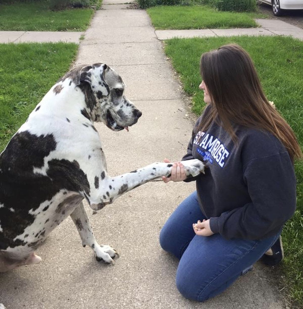 What My Great Dane Taught Me