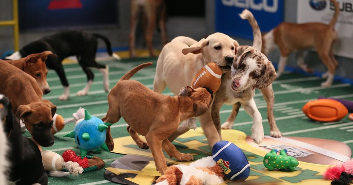 Who's pumped for PUPPY BOWL XIII?