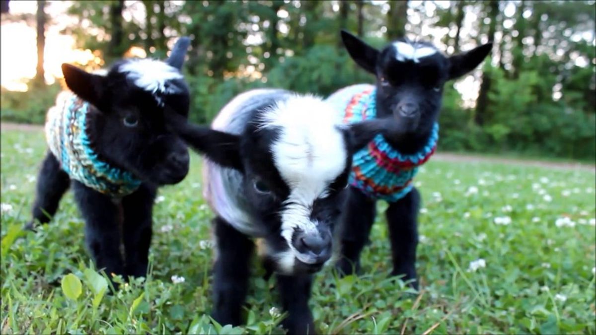 College As Told By Baby Goats