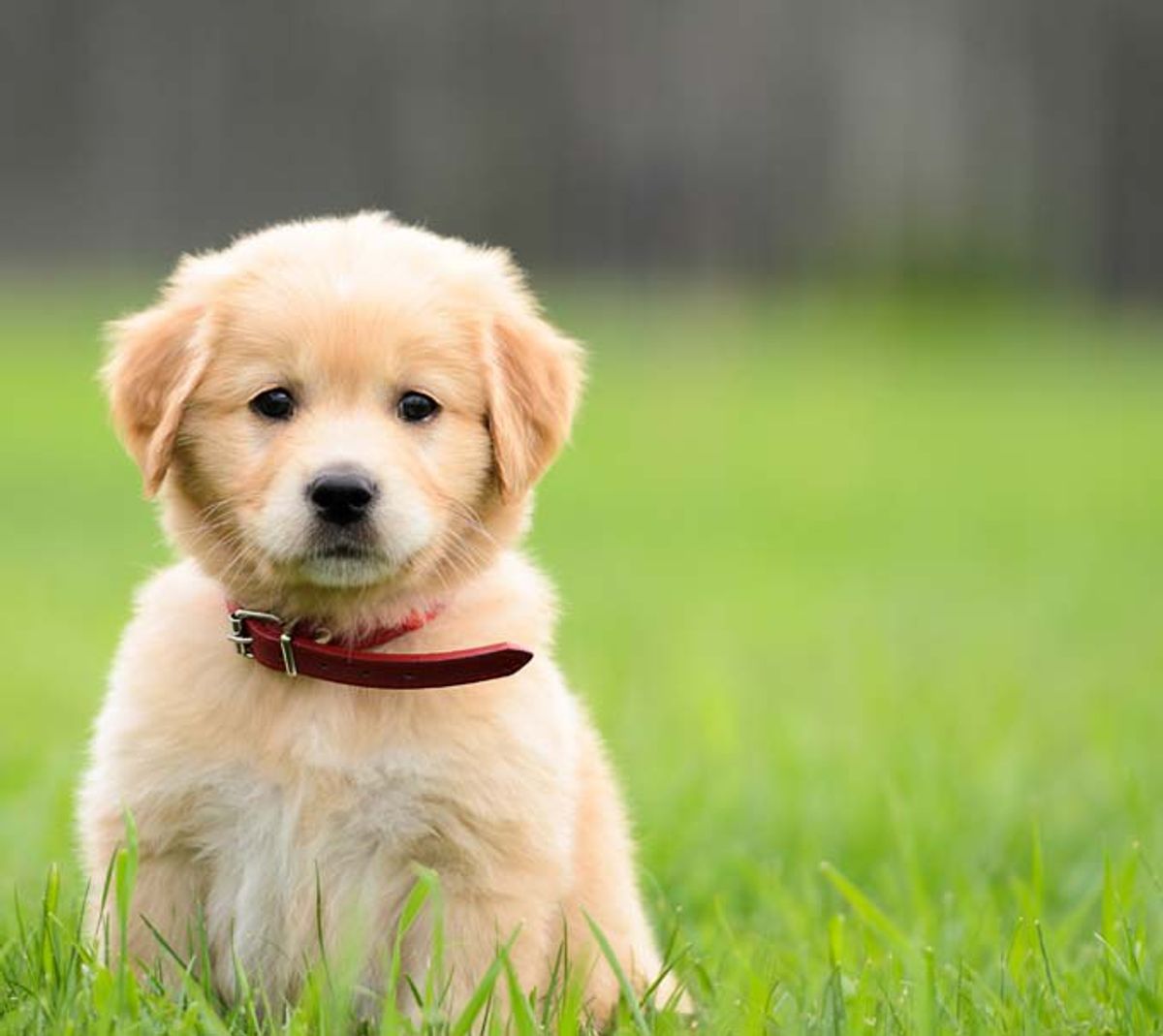9 Reasons Why Puppies Are Just Like Us