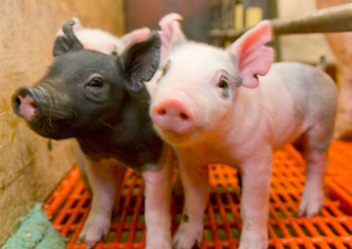 5 Questions All Animal Science Majors Are Tired Of Hearing