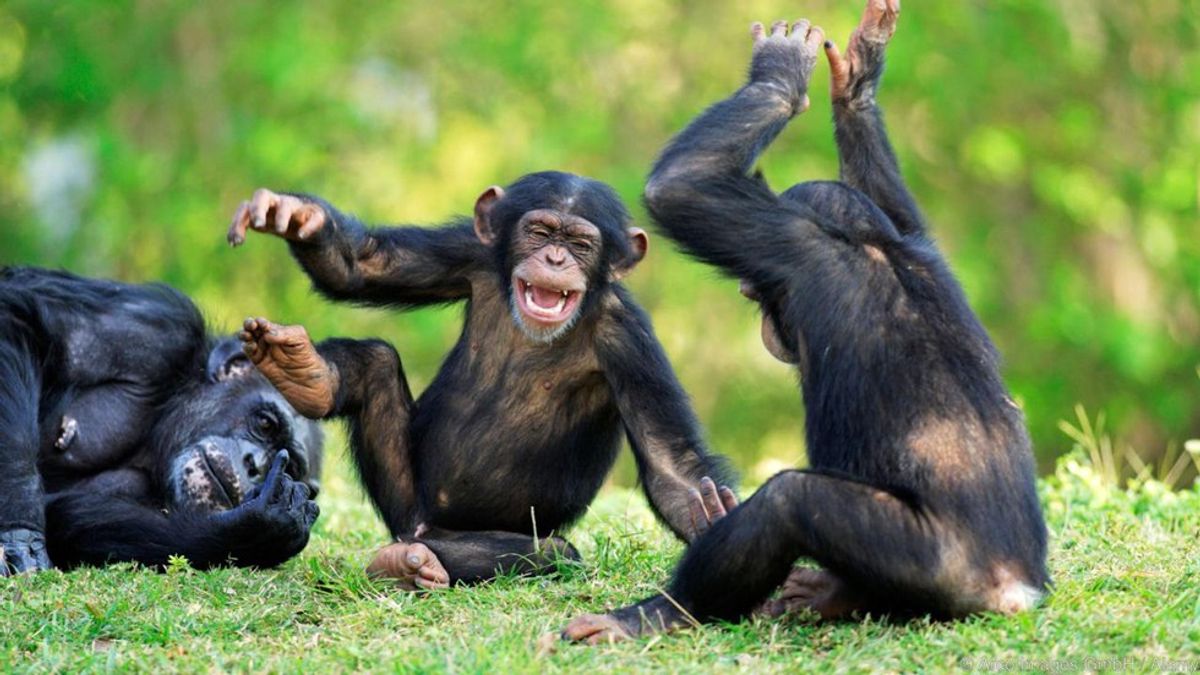 Girls Night Out As Told By Monkeys (Yes... Monkeys)
