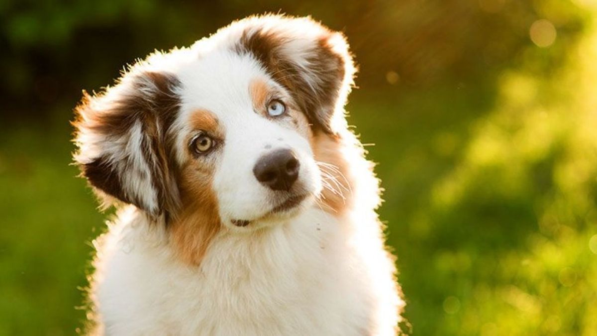 7 Reasons Why Dogs Are Often Better Than People