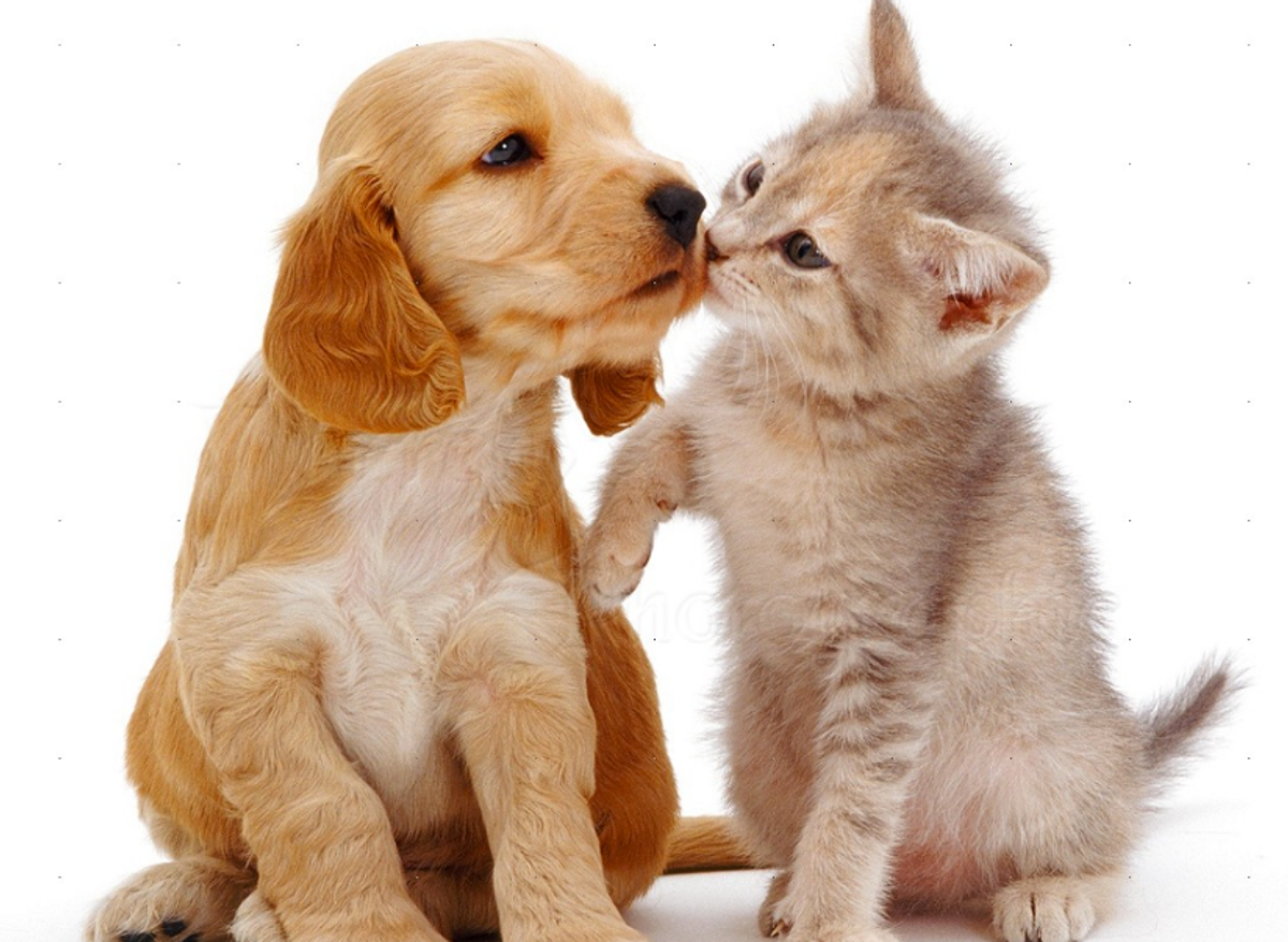 10 Adorable Kittens and Puppies