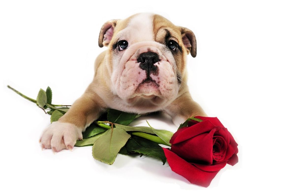 5 Reasons Why Dogs Are A Better Valentine