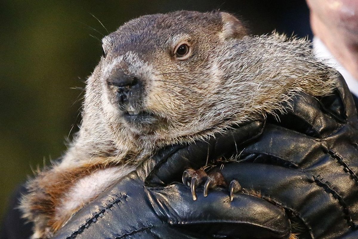 8 Famous Groundhogs
