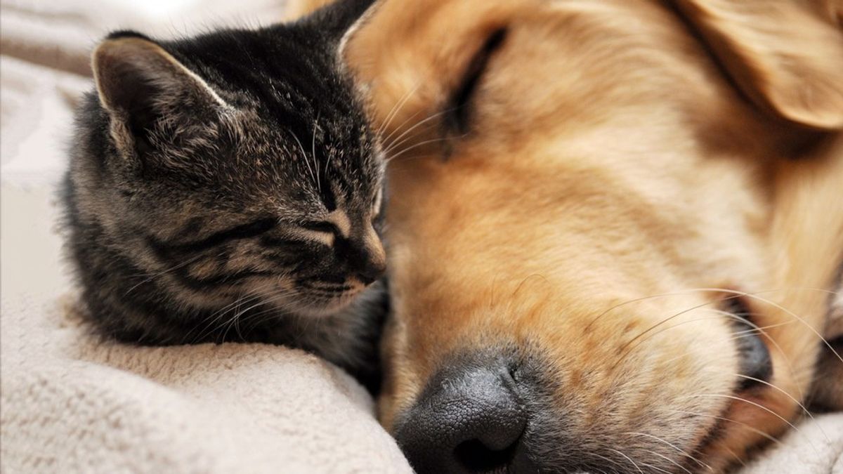What Being A Dog Or Cat Person Says About Your Personality