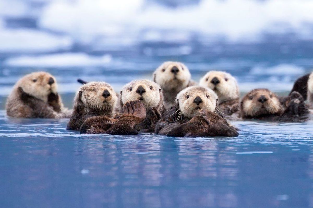 5 Reasons, And 12 Pictures, Why Otters Are The Cutest Animals Ever