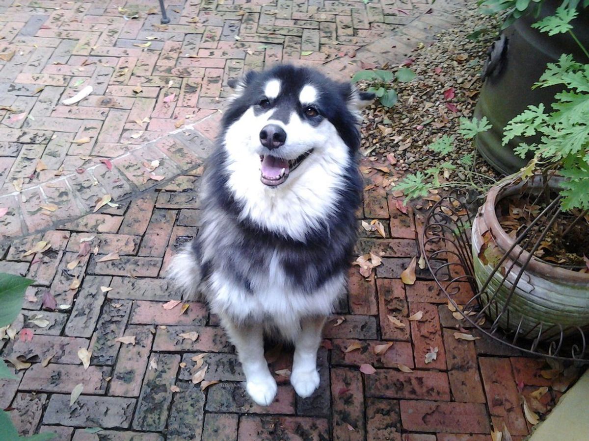 10 Things Husky Owners Wish Their Pets Would Understand