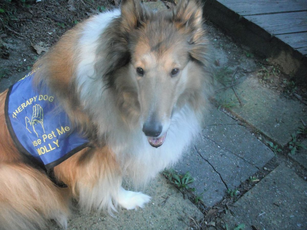 Finding Joy: Reflections Of A Therapy Dog Handler
