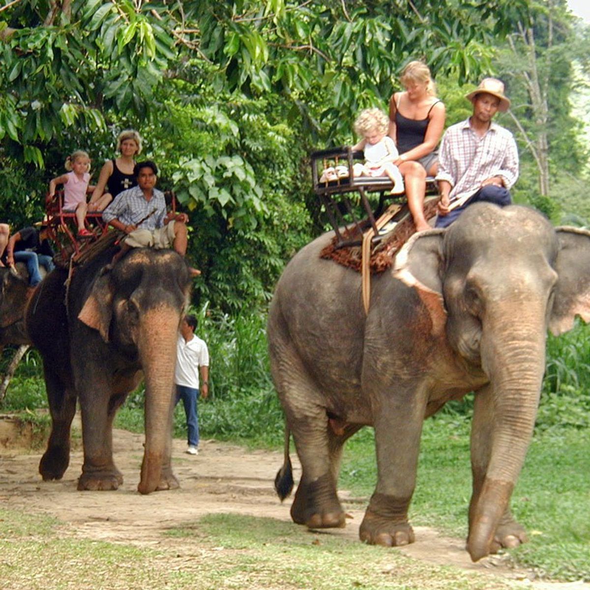 Why it’s Not Okay To Ride Asian Elephants