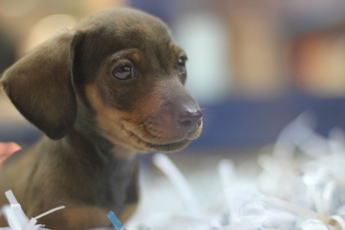 Breaking (Wonderful) News: The End Is Near For Puppy Mills