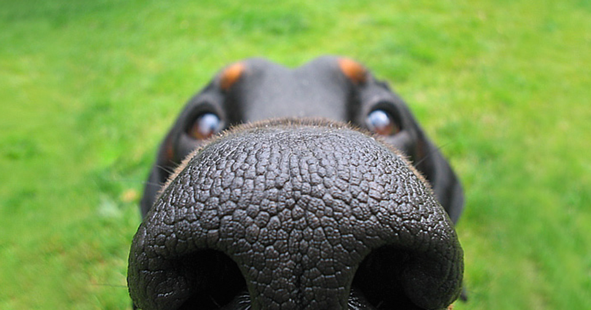 11 Things Your Dogs Would Say If They Could Talk