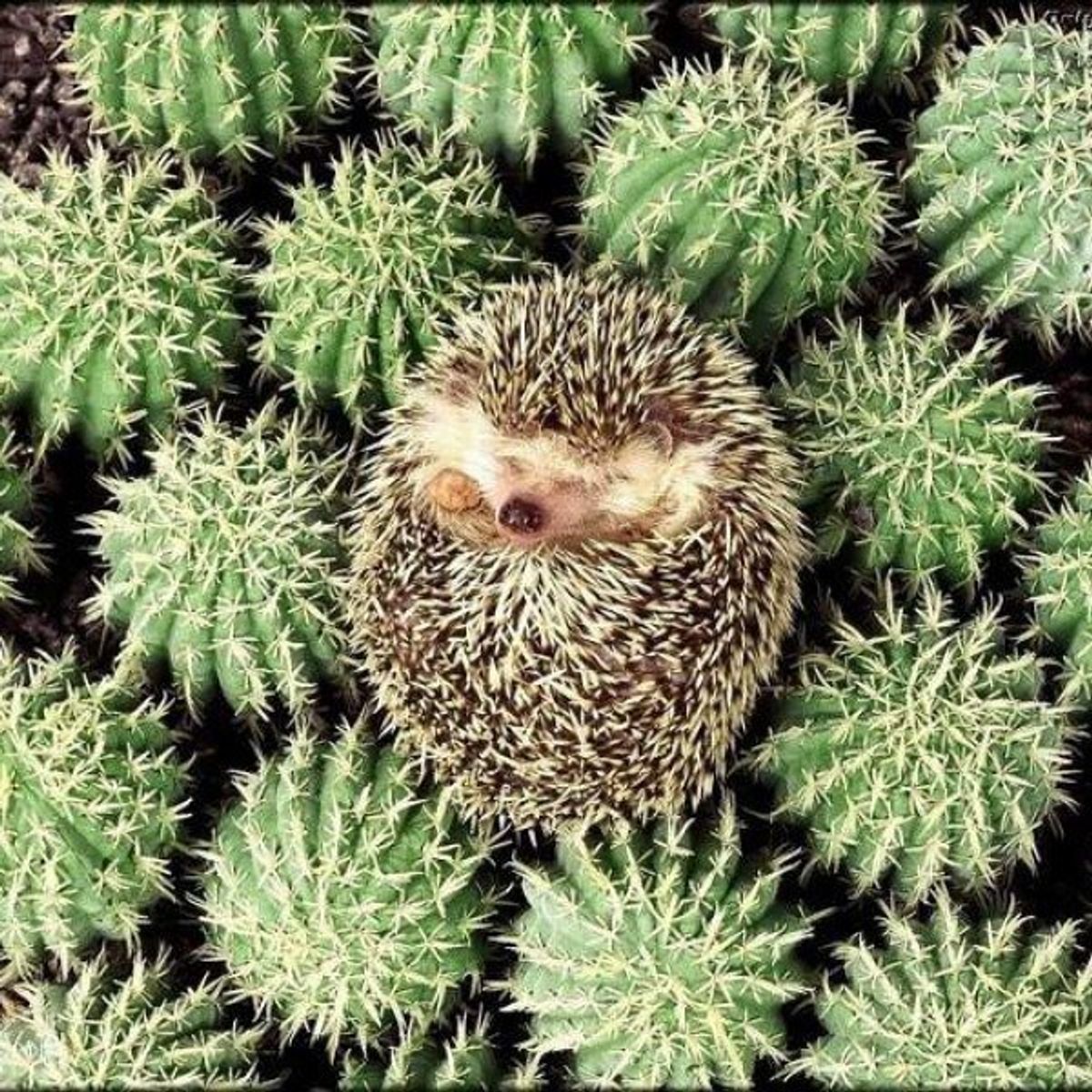 10 Things You Need If You Love Hedgehogs
