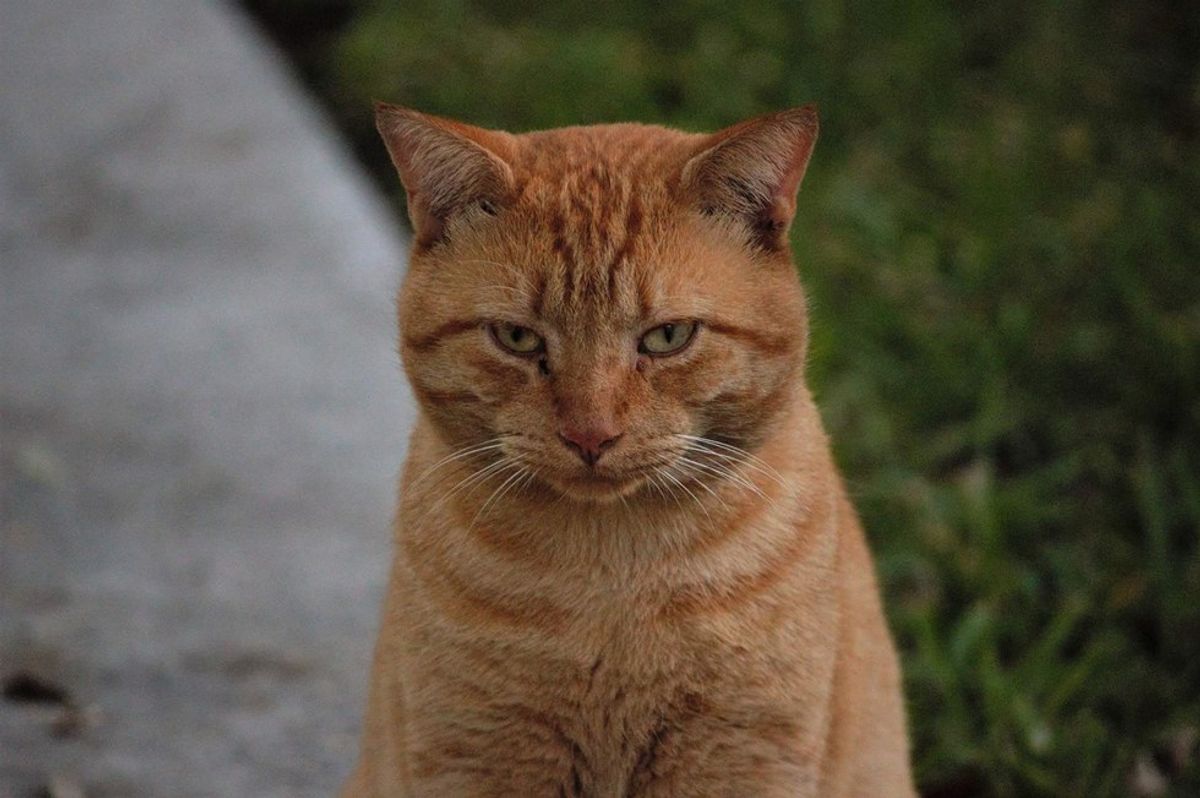 6 Misconceptions About Feral Cats