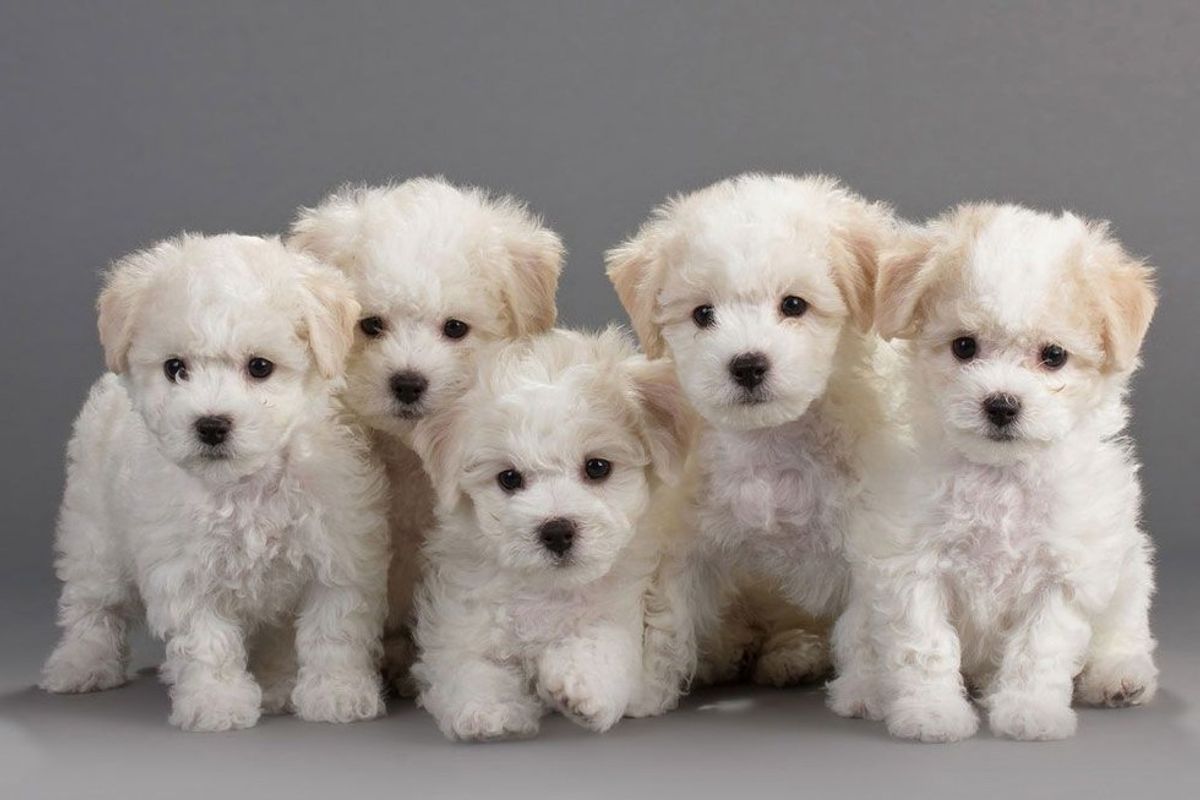 10 Puppies For Anyone Having A Long Day