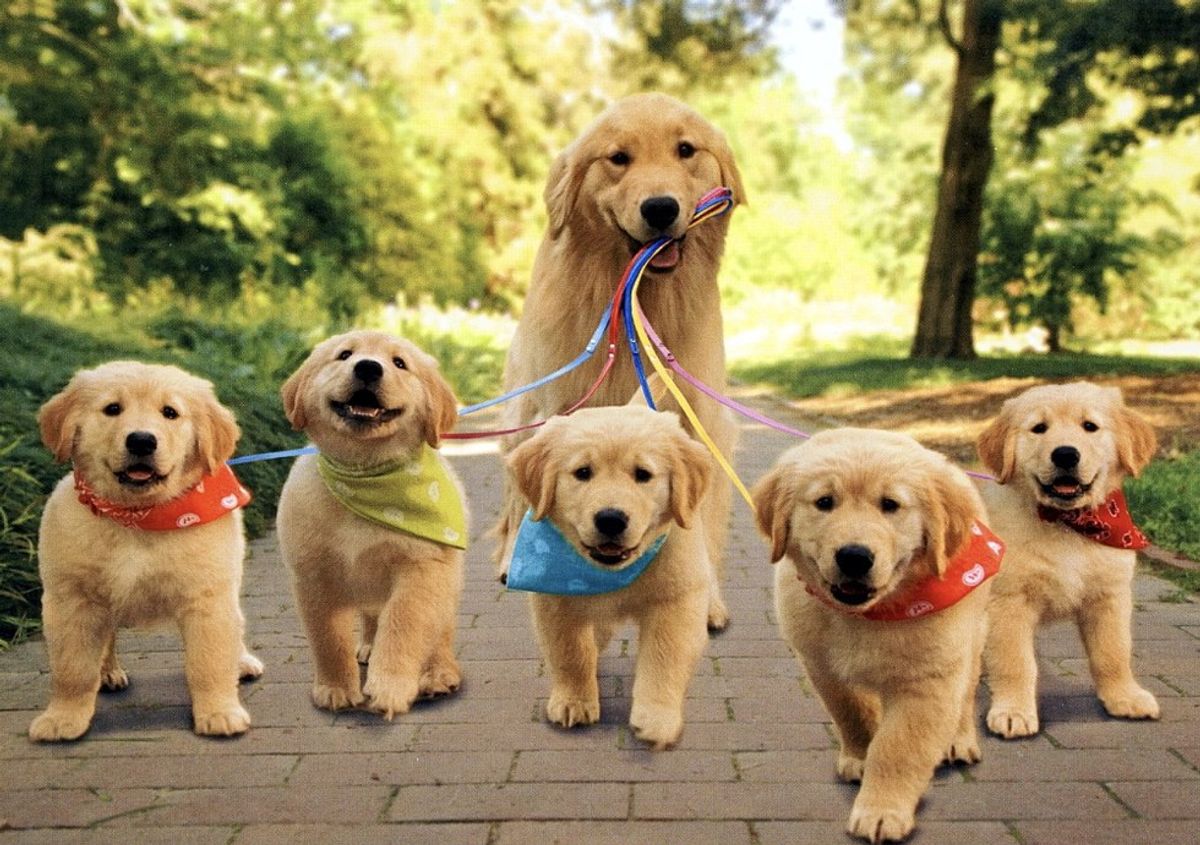 26 Puppies You Need in Your Life Right Now