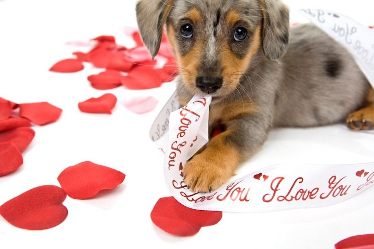 14 Puppies That Are Better Than Any Valentine
